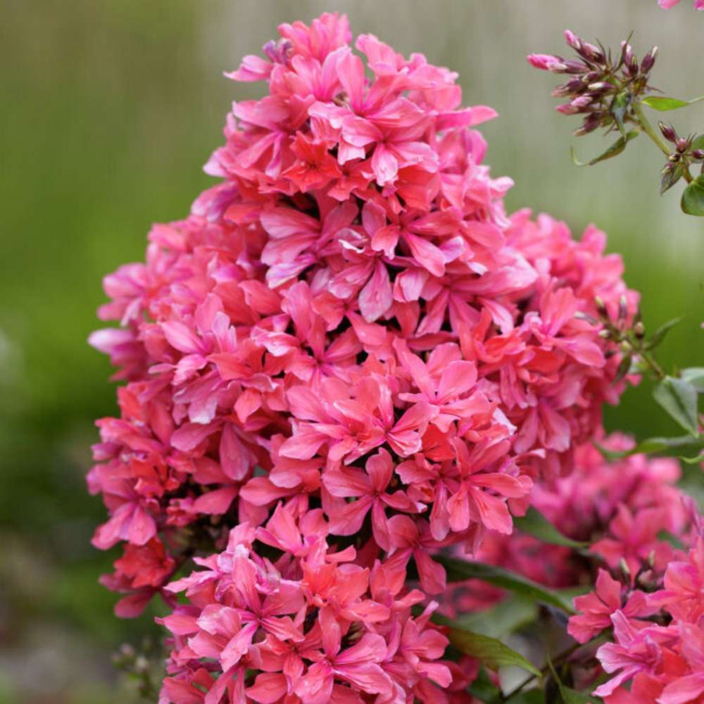 Høstfloks 'Cleopatra'